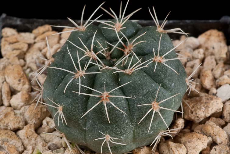 Gymnocalycium Xheidiae